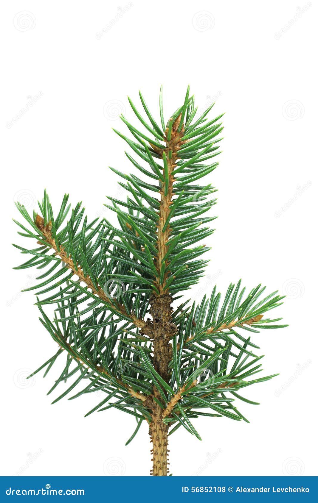 Little blue spruce branch stock photo. Image of plant 56852108