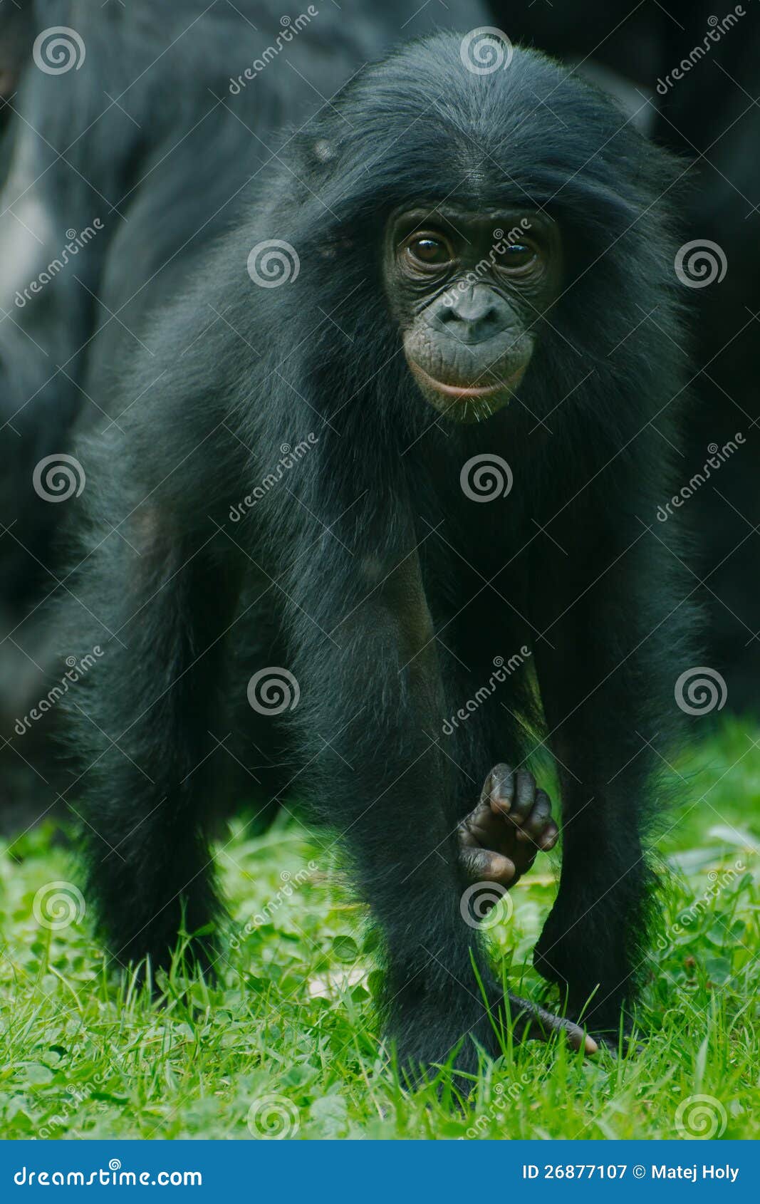 little bonobo monkey