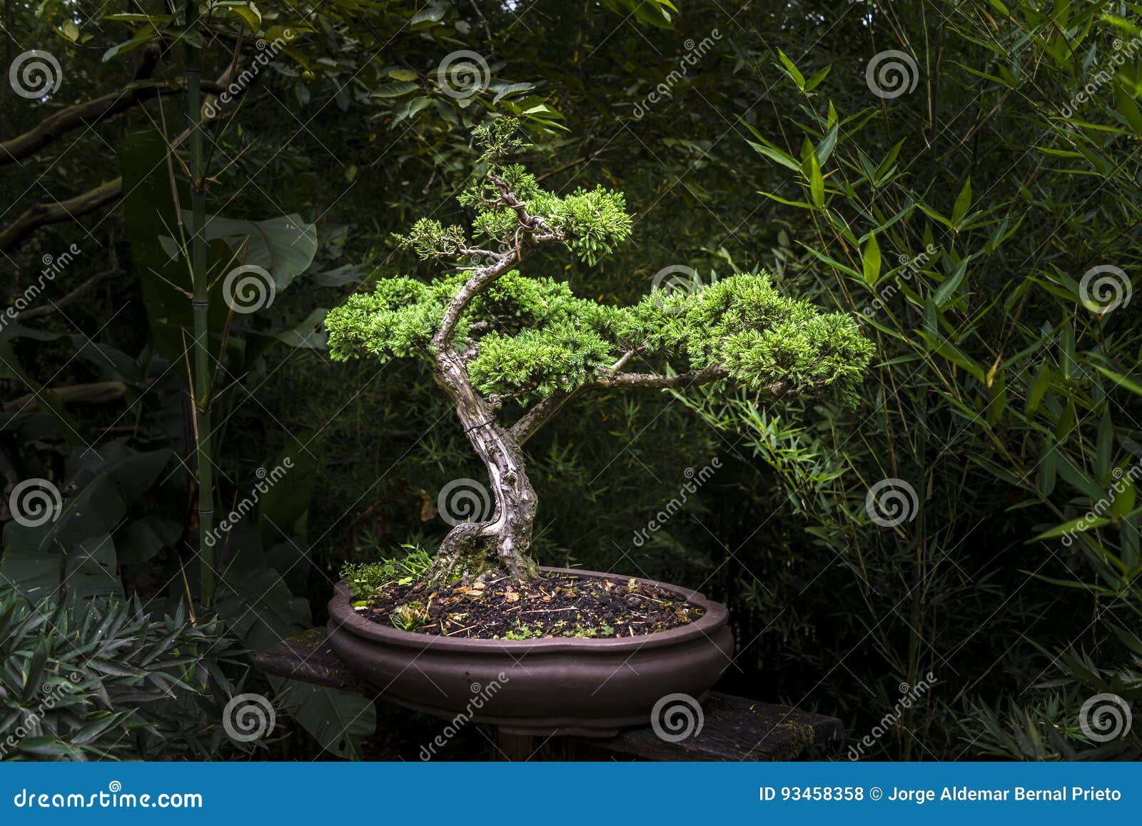 Little Bonsai Tree in Exhibit Stock Photo Image of houseplant, growth