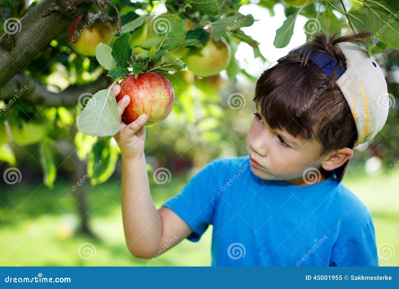 little boy in cap picking apples