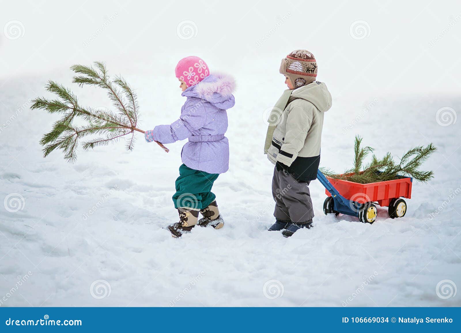Little Boy Carries a Christmas Tree with Red Wagon. the Child Chooses a ...