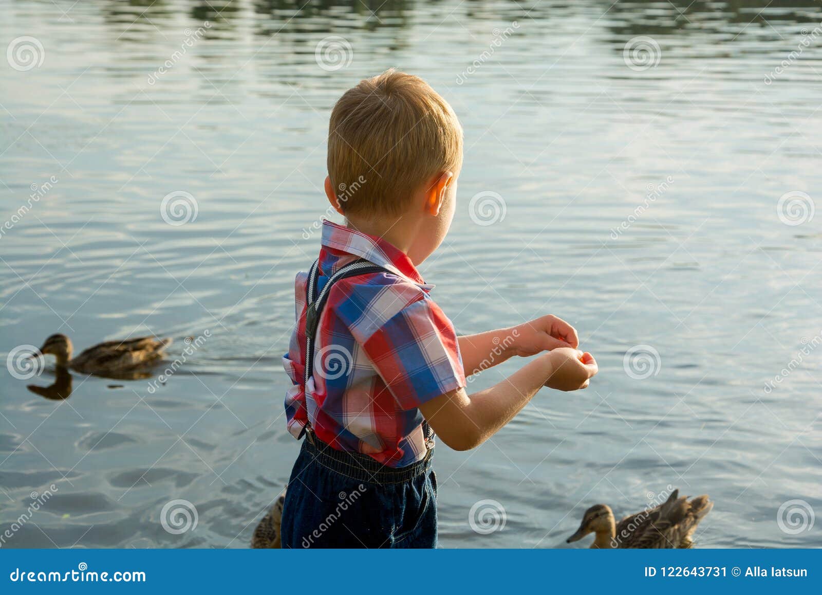 A Little Boy Feed Birds on the Lake. Stock Image Image of playing