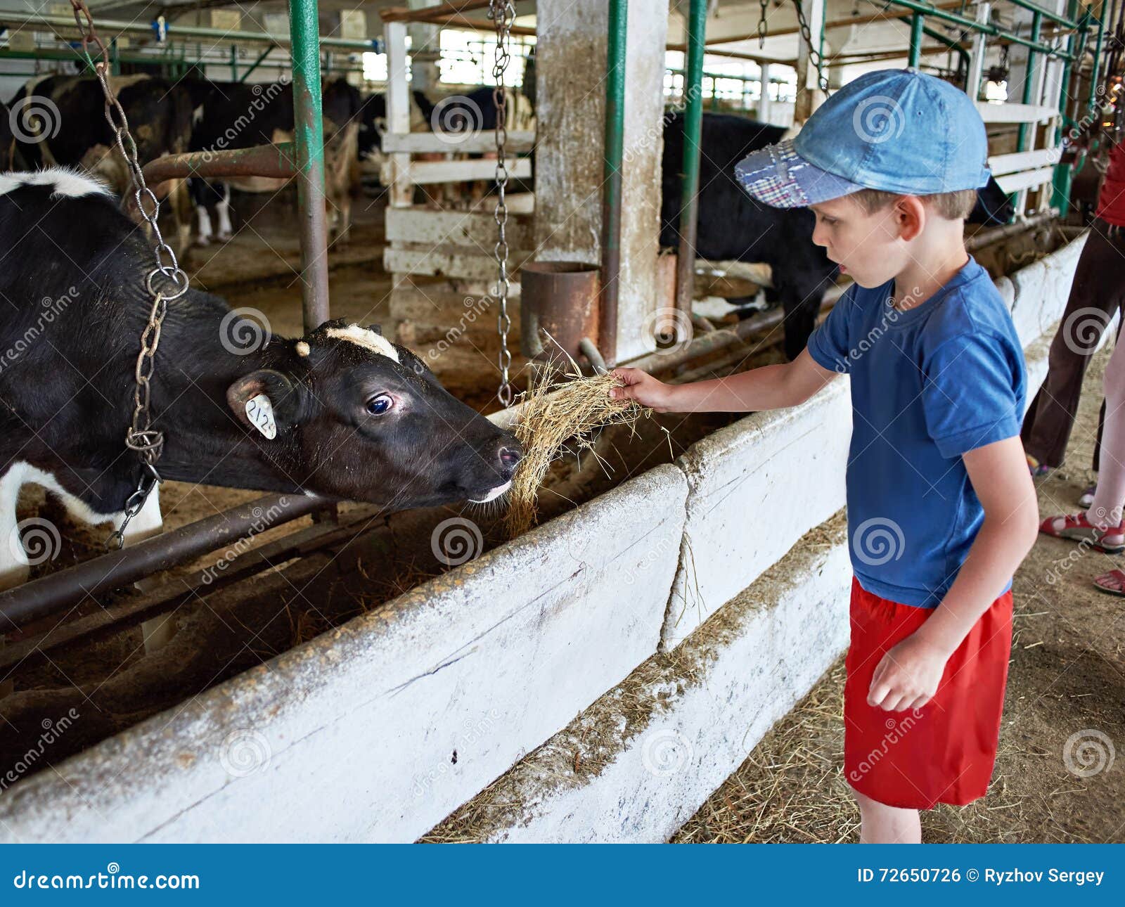 Little Boy Feeding Calf with Hay in Farm Stock Photo - Image of child ...