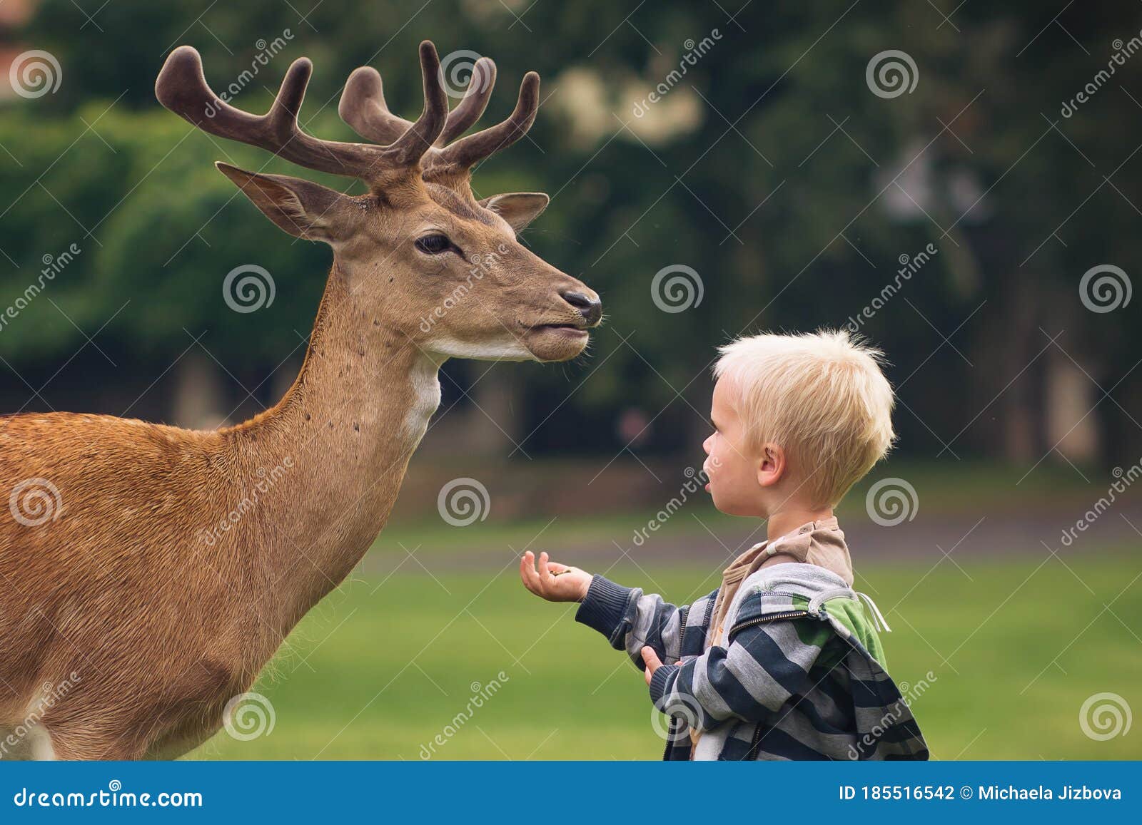 Little Boy is Feeding Fallow Deer, Domestic Deer in Park Stock Photo Image of blond, adult