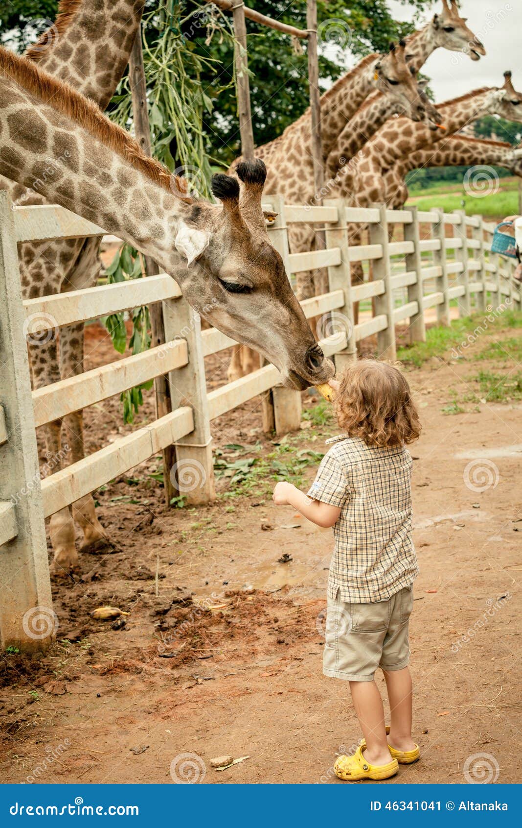 Little Boy Feeding a Giraffe at the Zoo Stock Image Image of cute