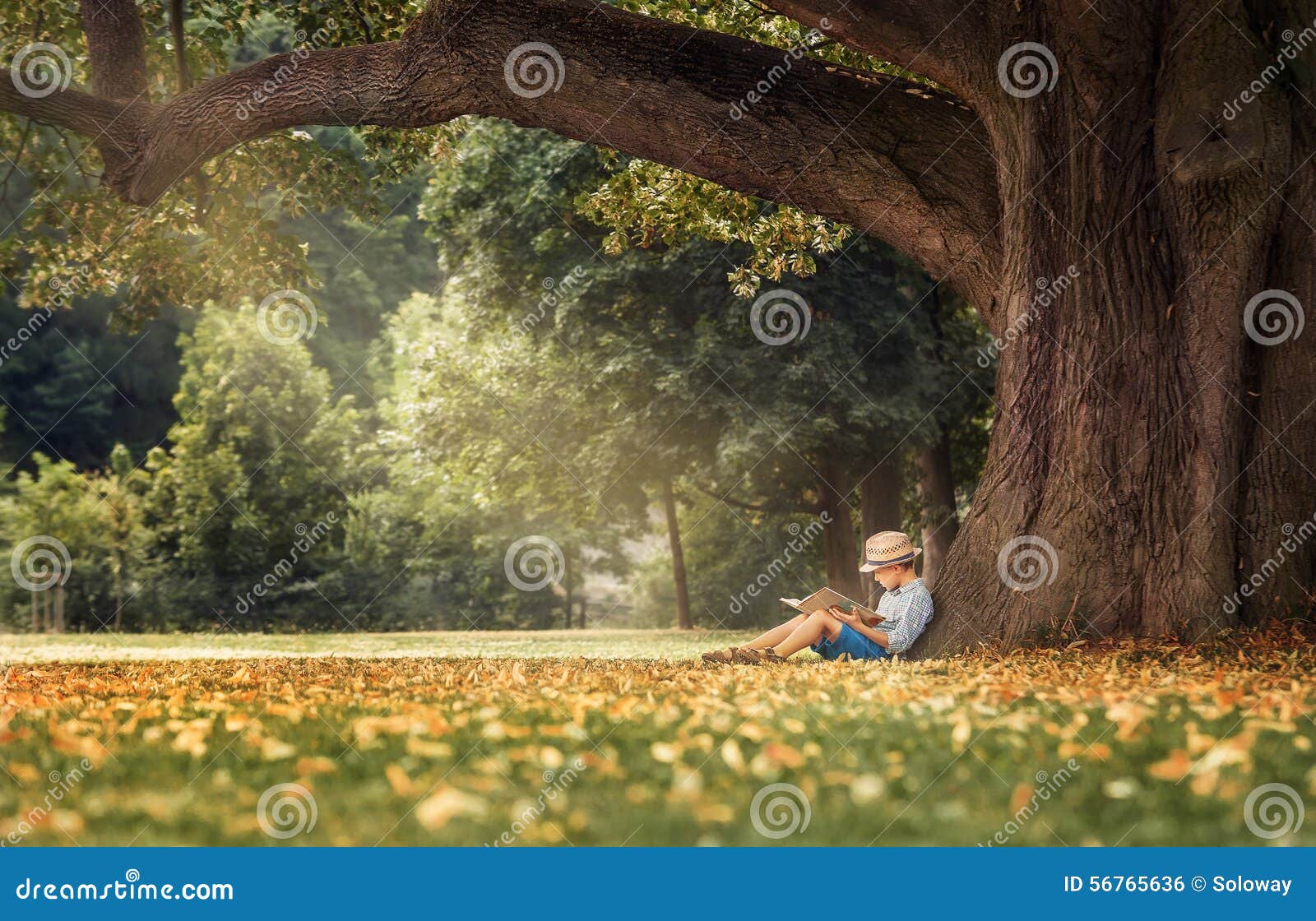 little boy reading a book under big linden tree