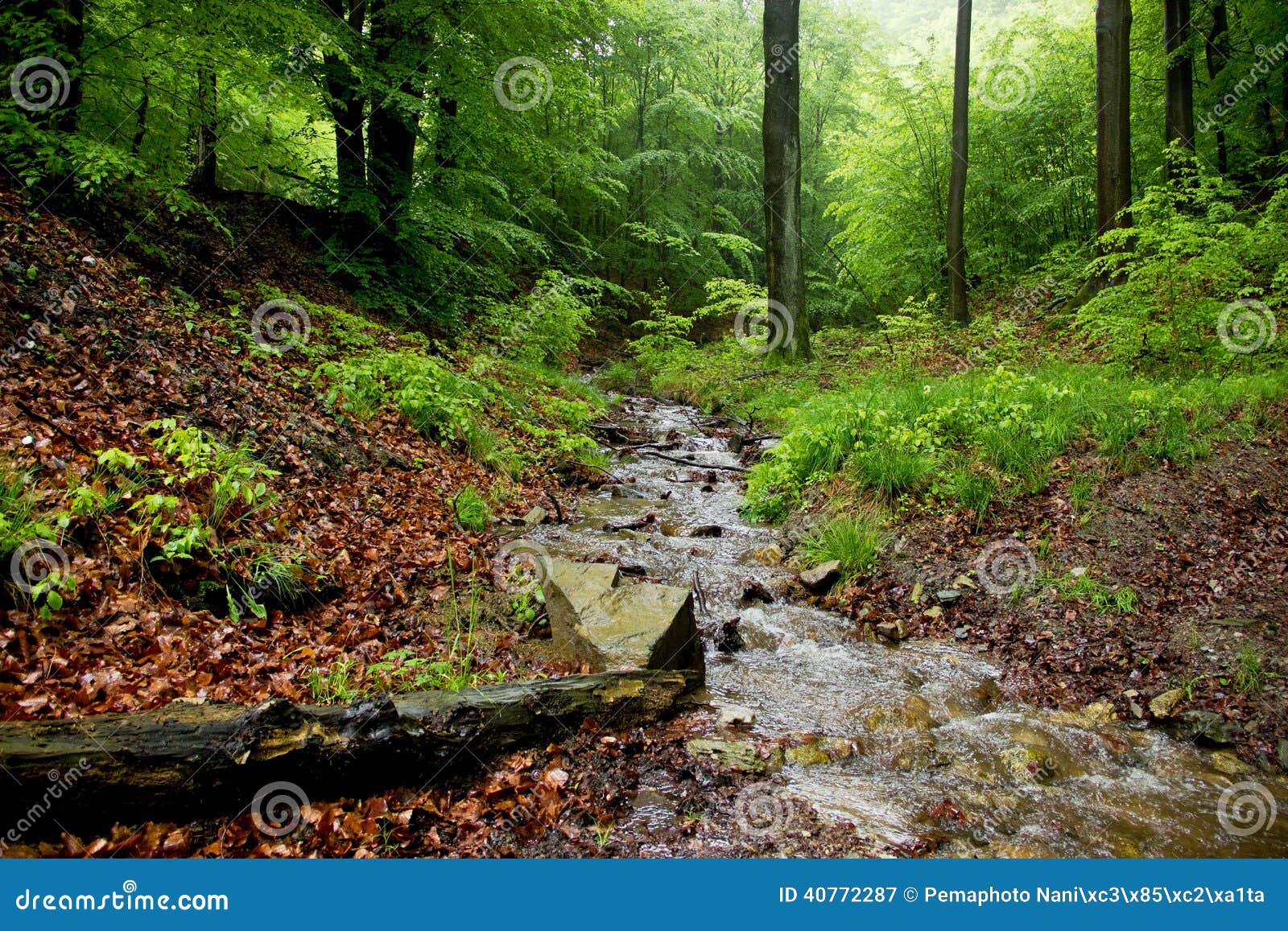 Little Brook with Rocks and Stump Wood Stock Image Image of beck
