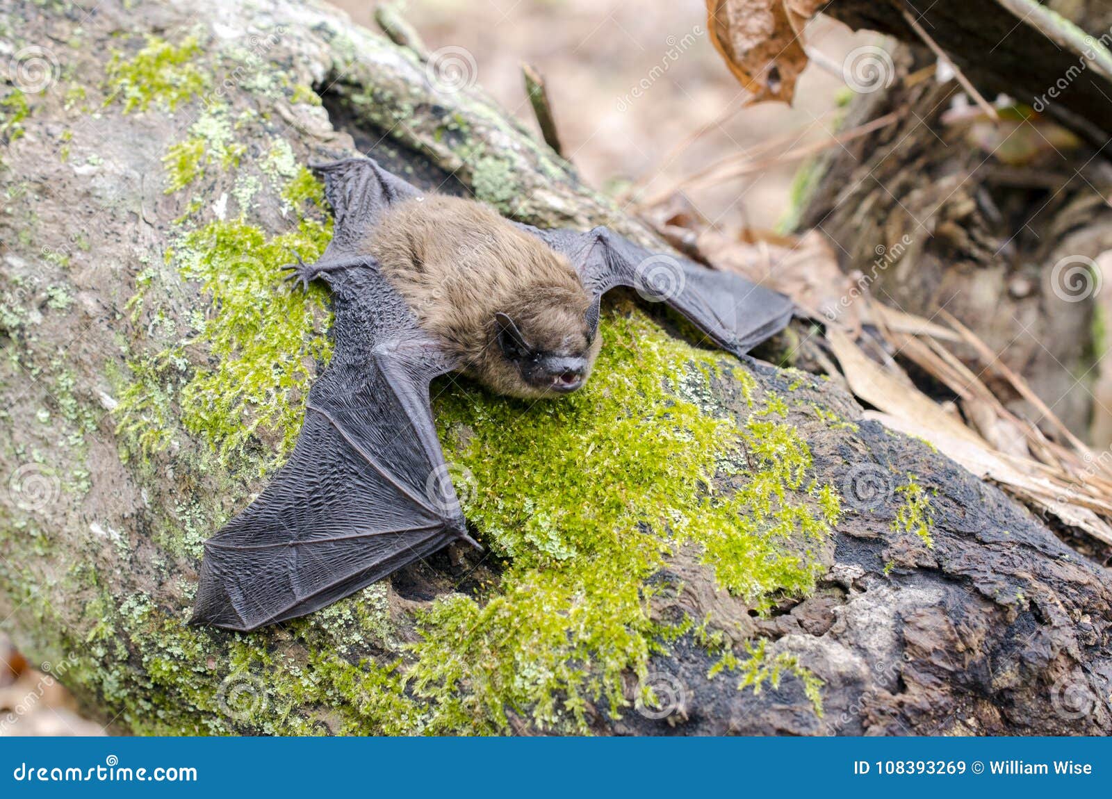 Bat Control & Removal Services -