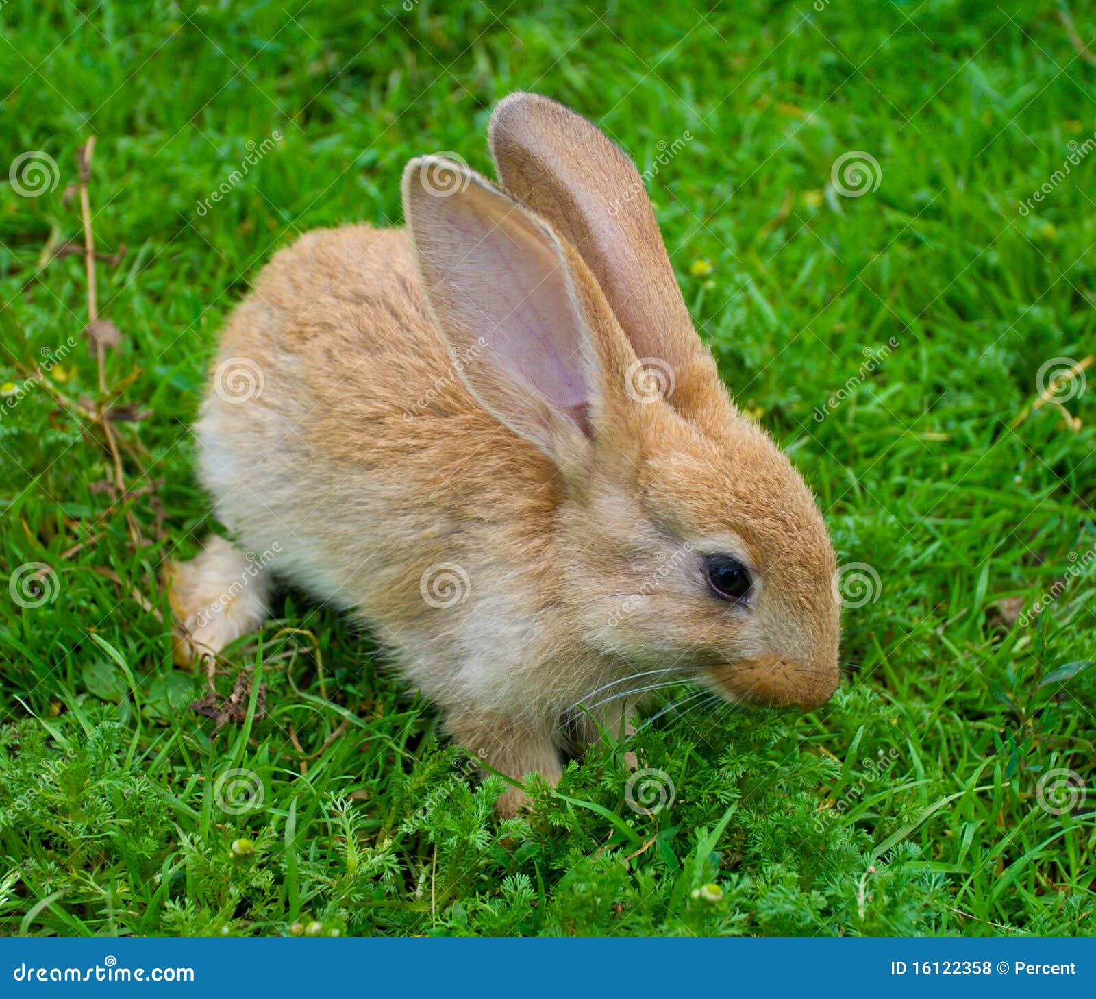 Little Brown Bunny on Grass Stock Photo Image of fluffy, rodent 16122358