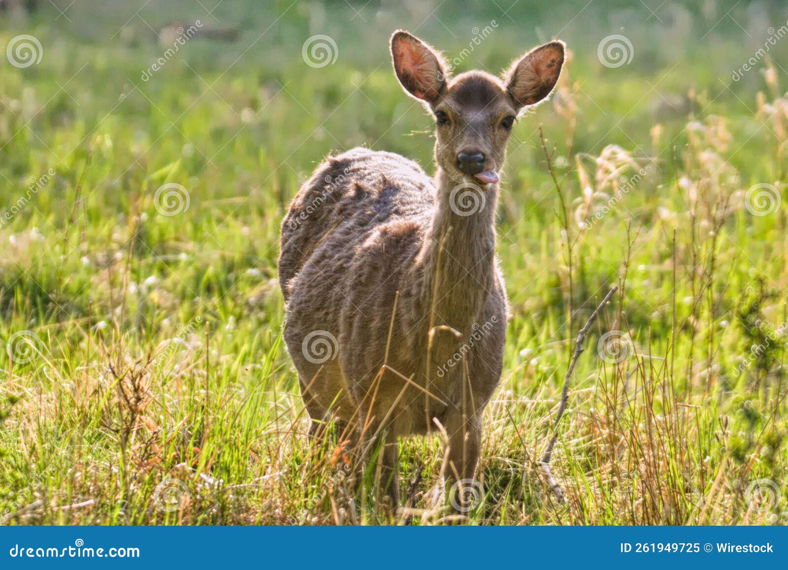 Little Brown Deer Standing on Grassland Stock Image Image of city