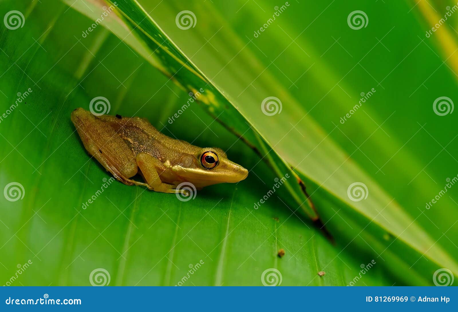 A Little Brown Frog Hiding in Green Banana Stock Image - Image of leaf,  animal: 81269969