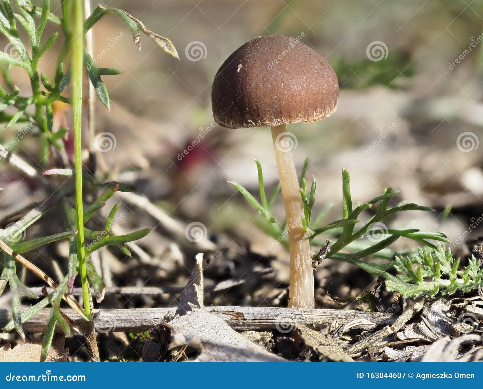 Little Brown Mushroom in the Grass Stock Image Image of grass, forest