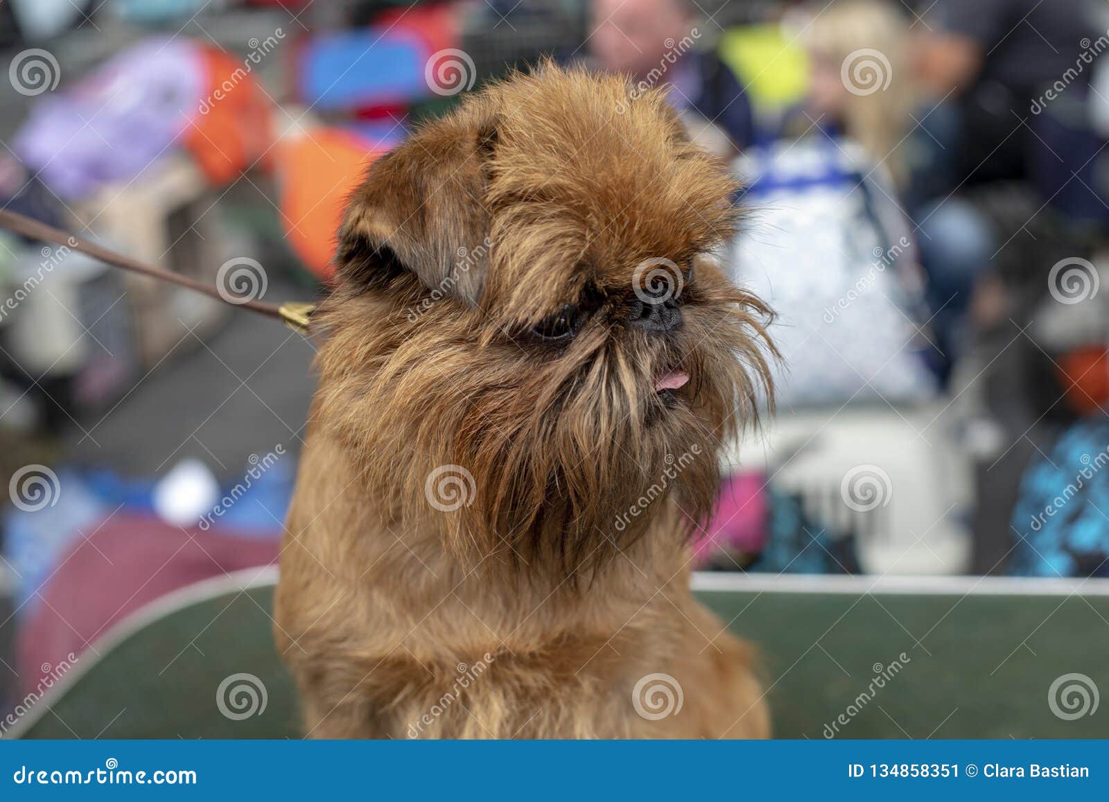 Little Brussels Griffon Dog With His Tongue Out Of His Mouth On A Leash Stock Image Image Of Ewoks Brown 134858351