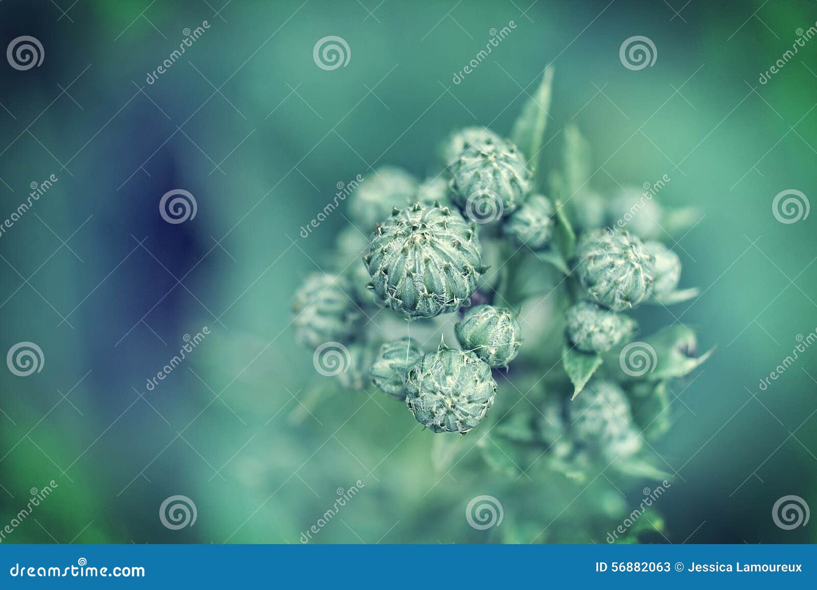 Little buds stock image. Image of nature, flora, little 56882063