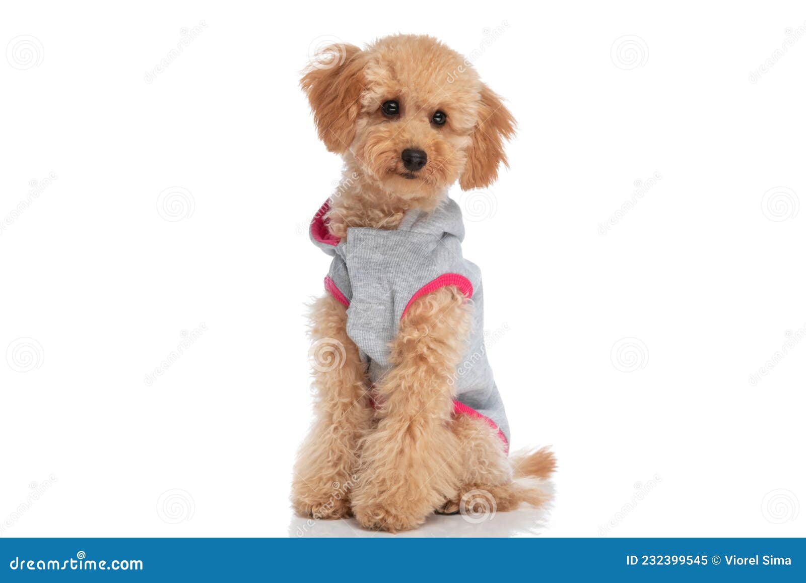 little caniche dog wearing a cloth