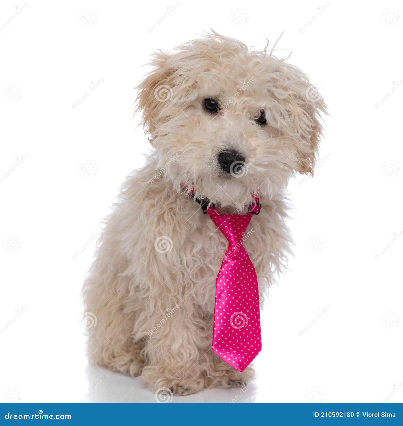 little caniche dog wearing a pink tie