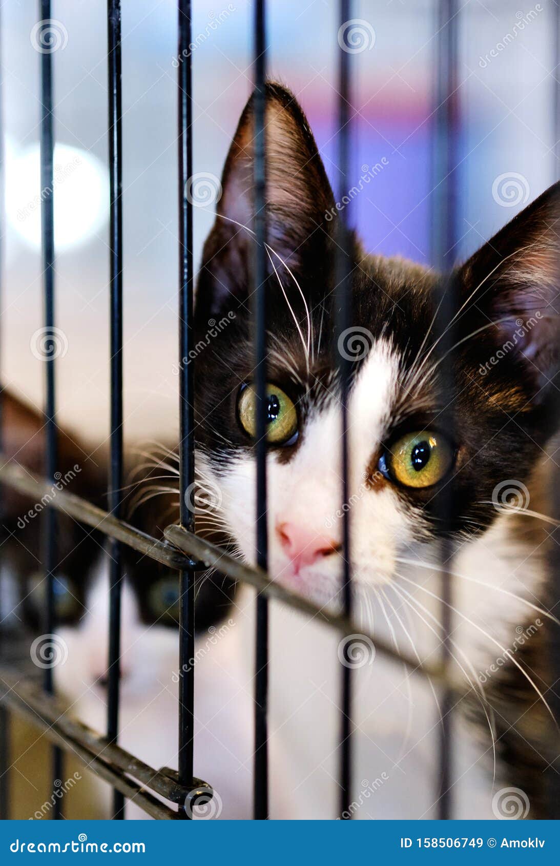 Little Cat in a Cage Behind Jail Inside of Animal Shelter Stock Image -  Image of cage, meow: 158506749