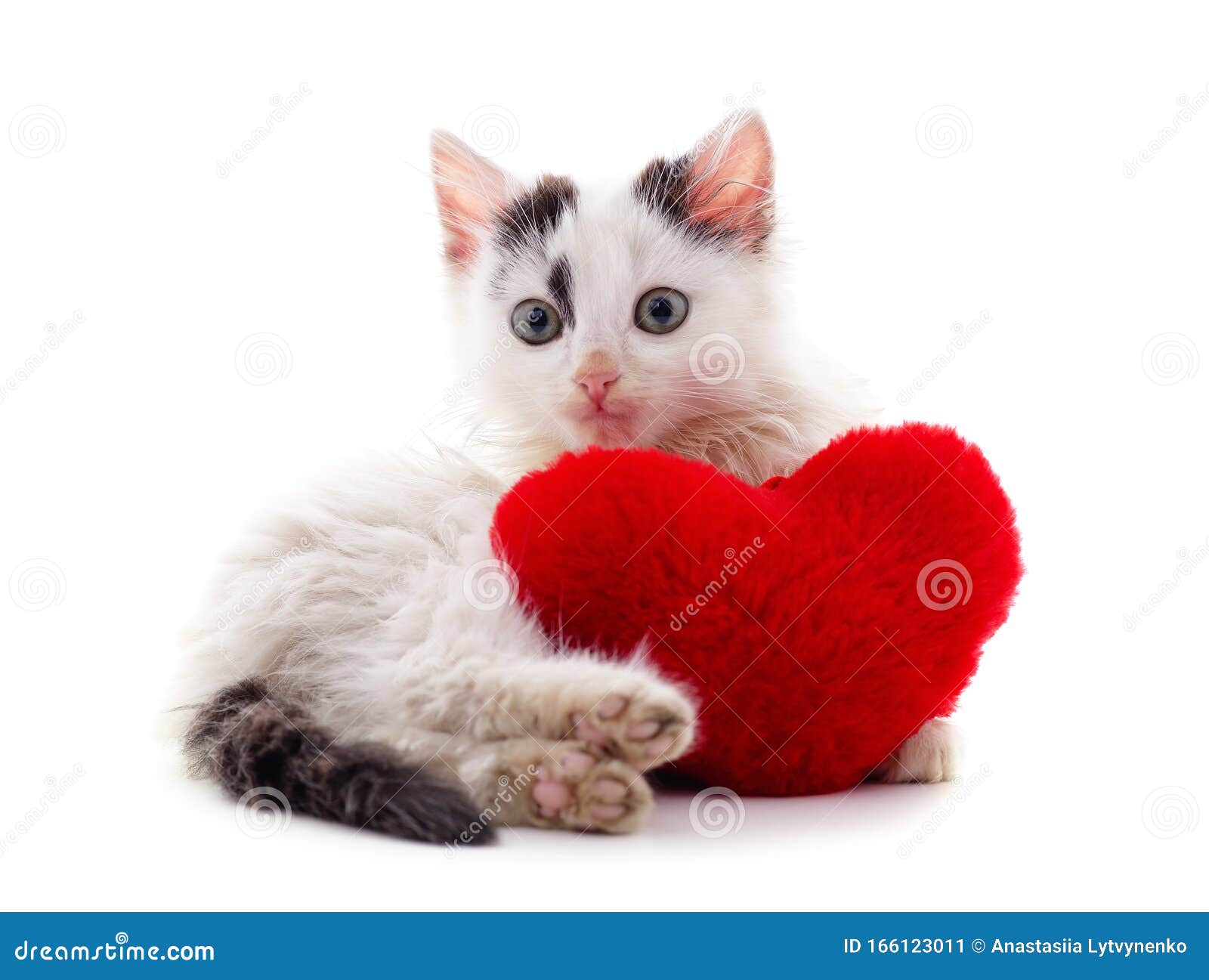 Little cat with a heart stock image. Image of feline 166123011
