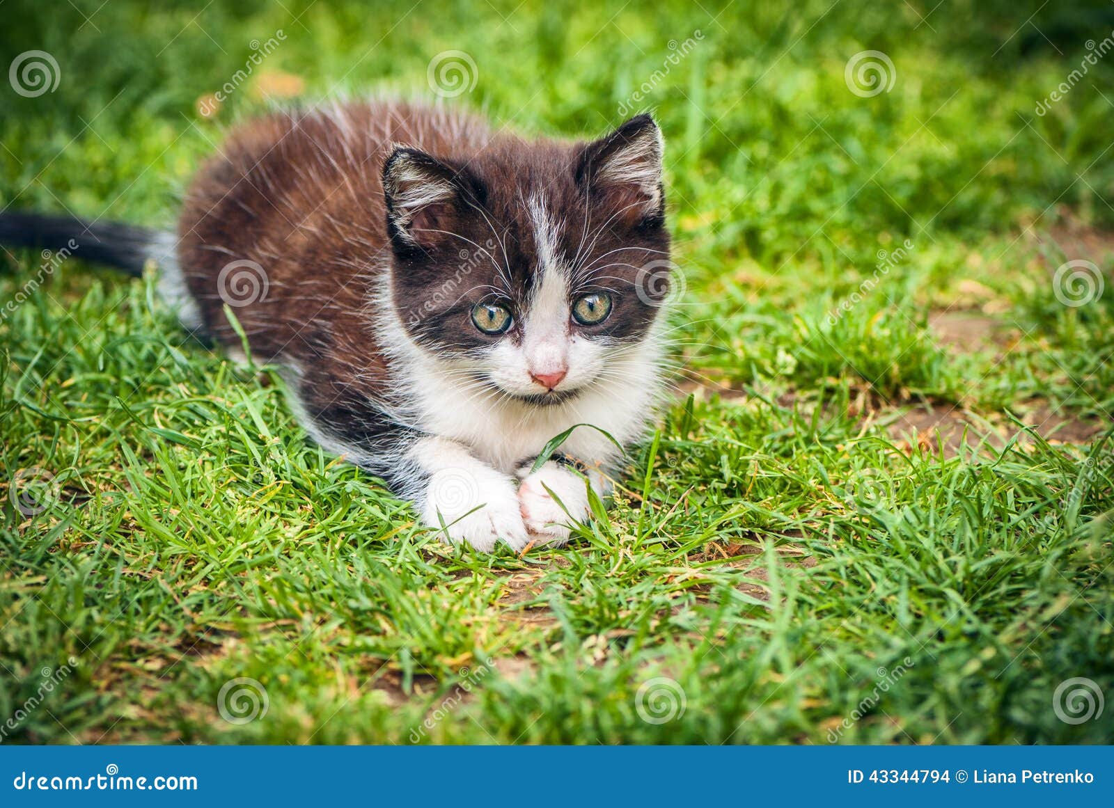 Little Cat Playing on the Grass Stock Photo Image of cute, lovely
