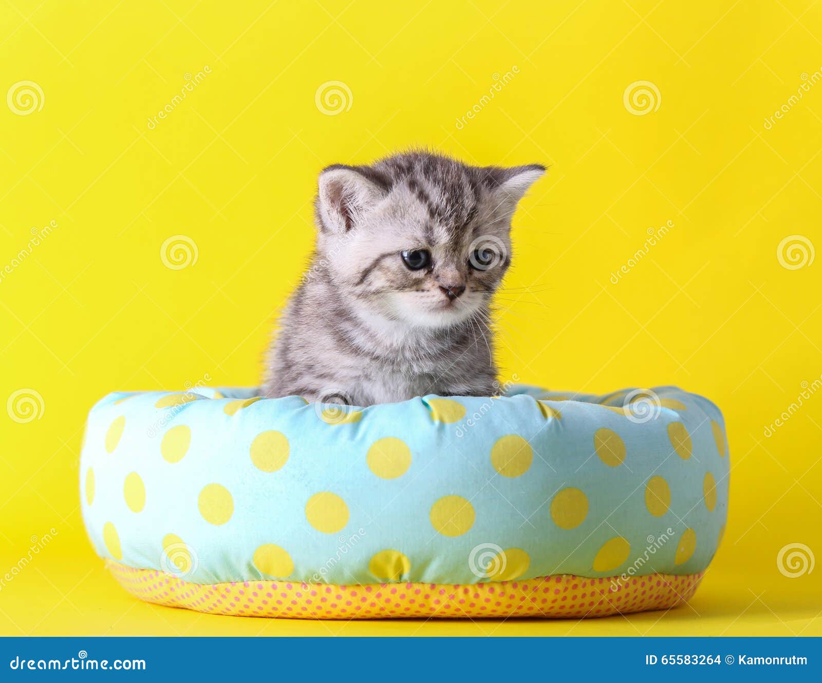 Little cat sit on bed stock photo. Image of white, young 65583264
