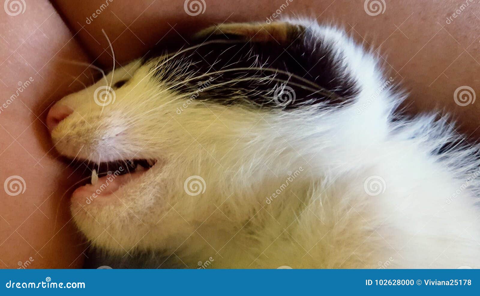 Cat stock photo. Image of bite, fauna, animal, feet 102628000