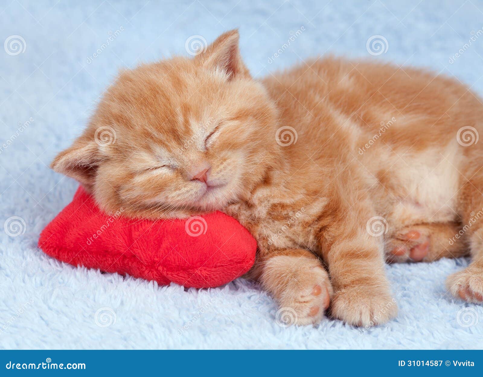 Little Cat Sleeping on the Pillow Stock Image Image of relax, blue