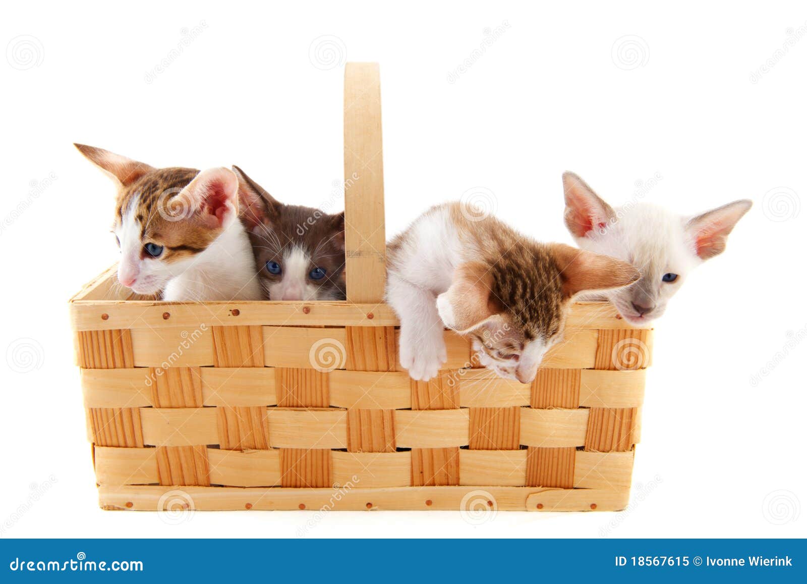 Little cats in basket stock image. Image of isolated 18567615