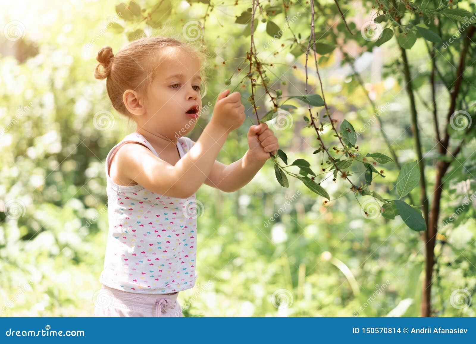 Little Caucasian Girl, Two Years Old, Gathering Unripe Cherries in ...