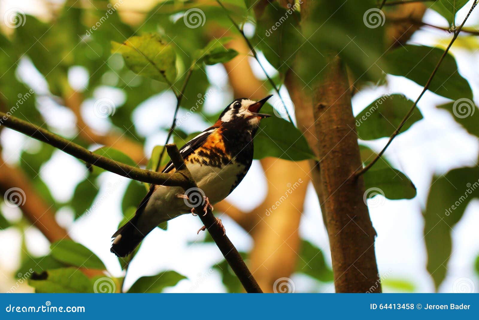 A Little Chestnutblacked, Ground, Thrush Stock Photo Image of bush