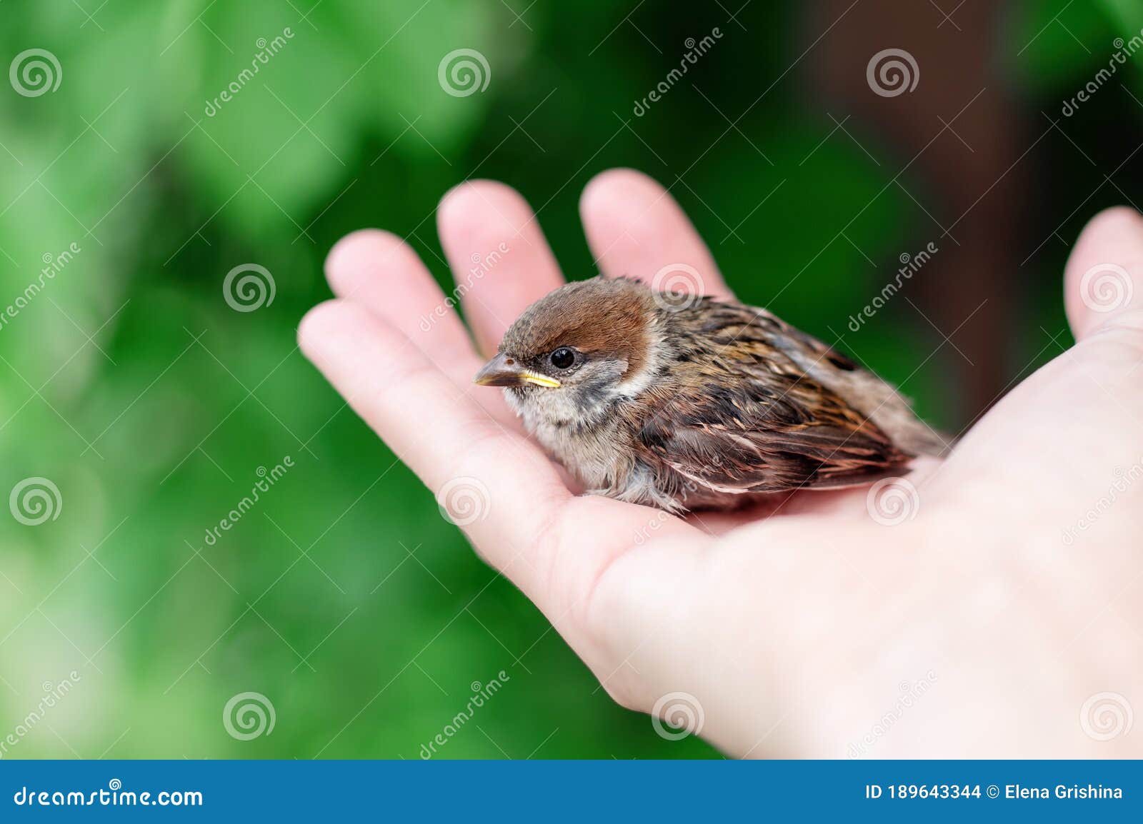 little chick is sitting on the palm of his hand. sparrow chick in the hand of man