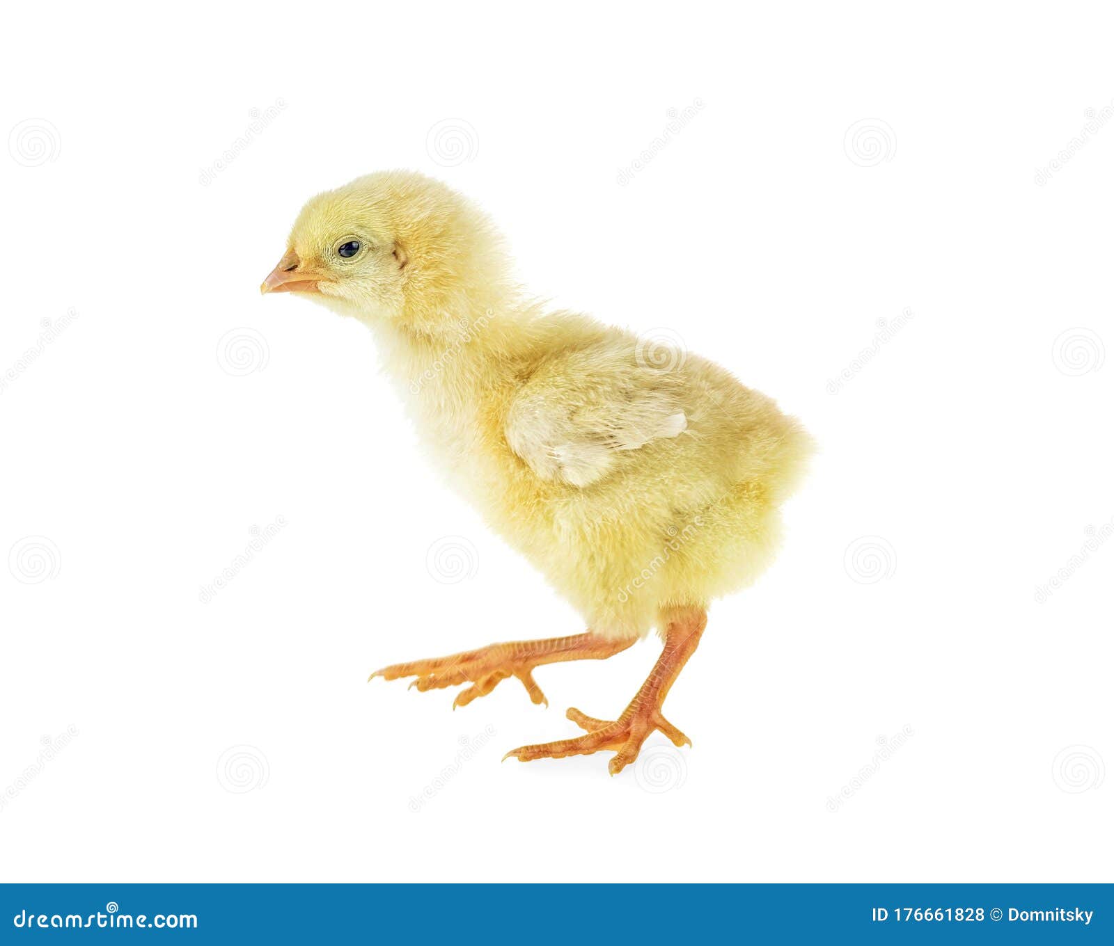 Little Chicken Broiler Isolated on White Background Stock Photo Image