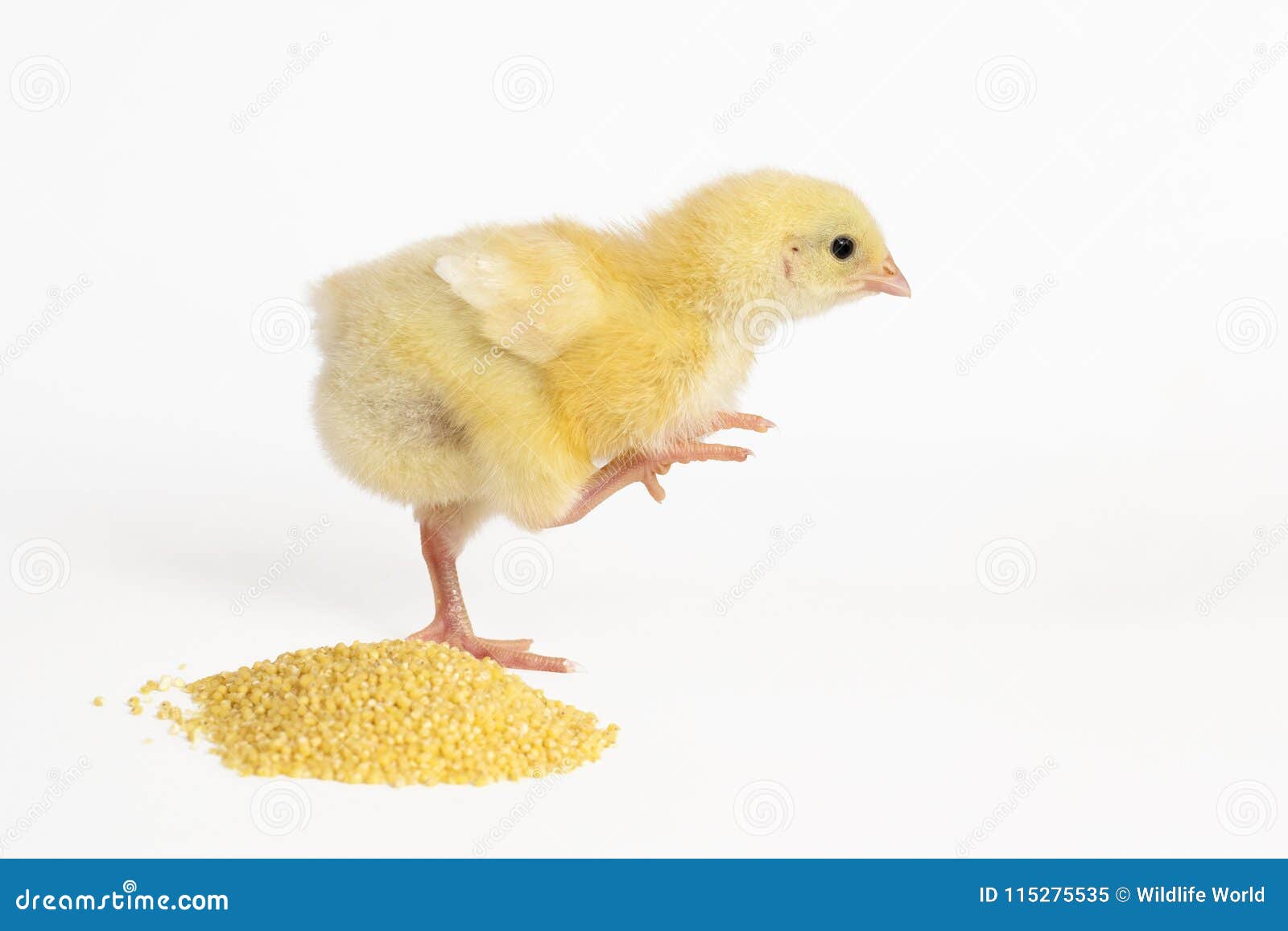 Little Chicken with Feed Isolated on White Stock Image Image of brown
