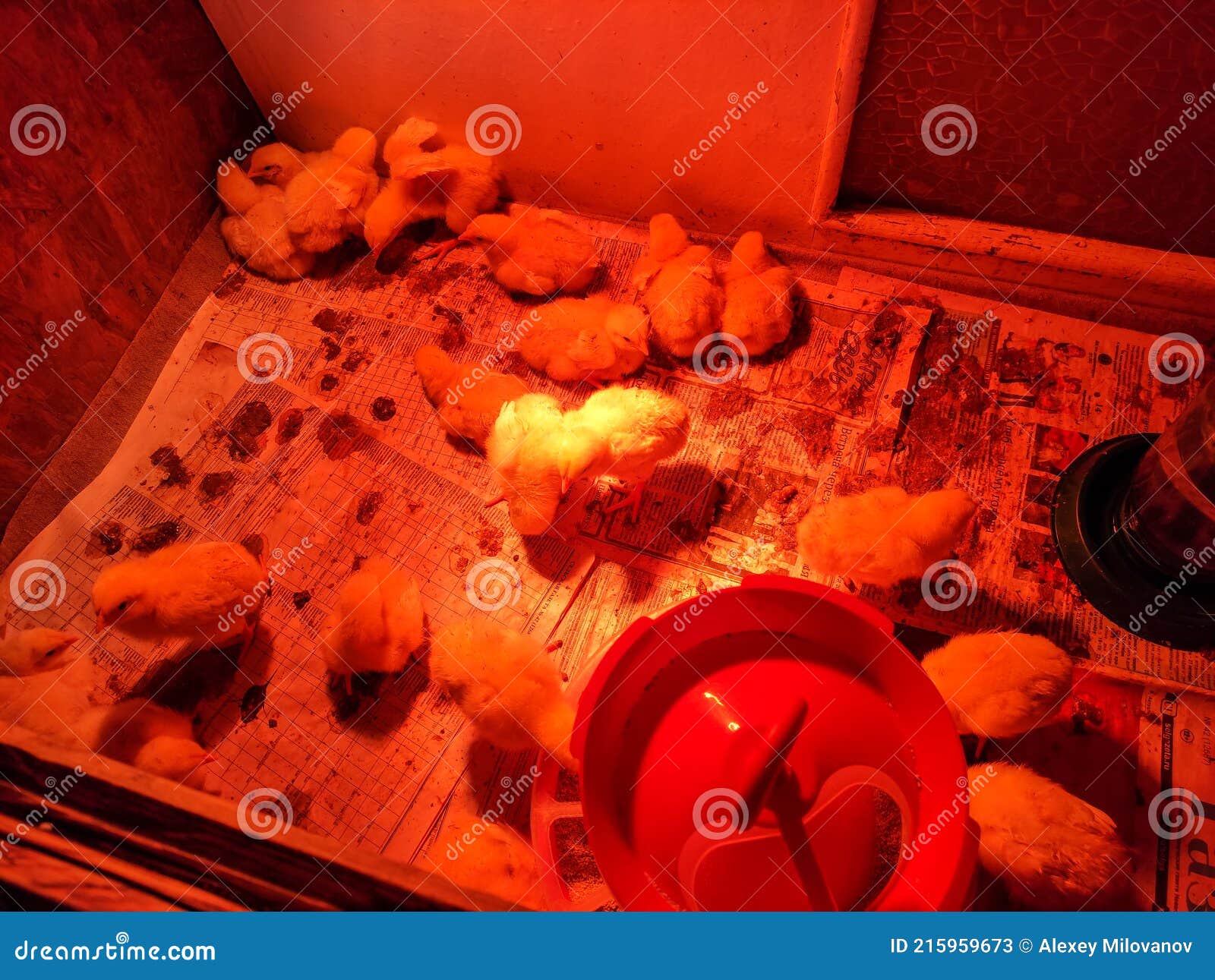 Little Chickens in an Incubator Under an Infrared Lamp Stock Image Image of happy, animal
