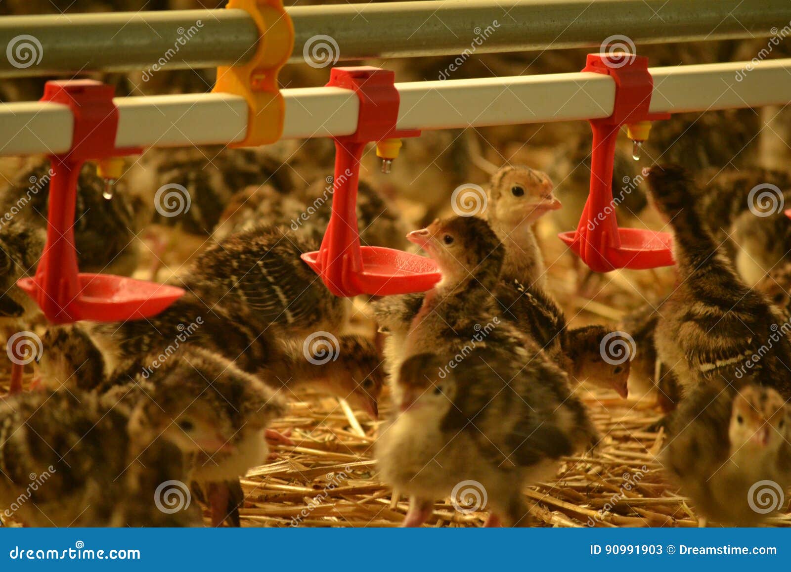 Little Chicks Drinking Water Stock Image Image of wallpaper