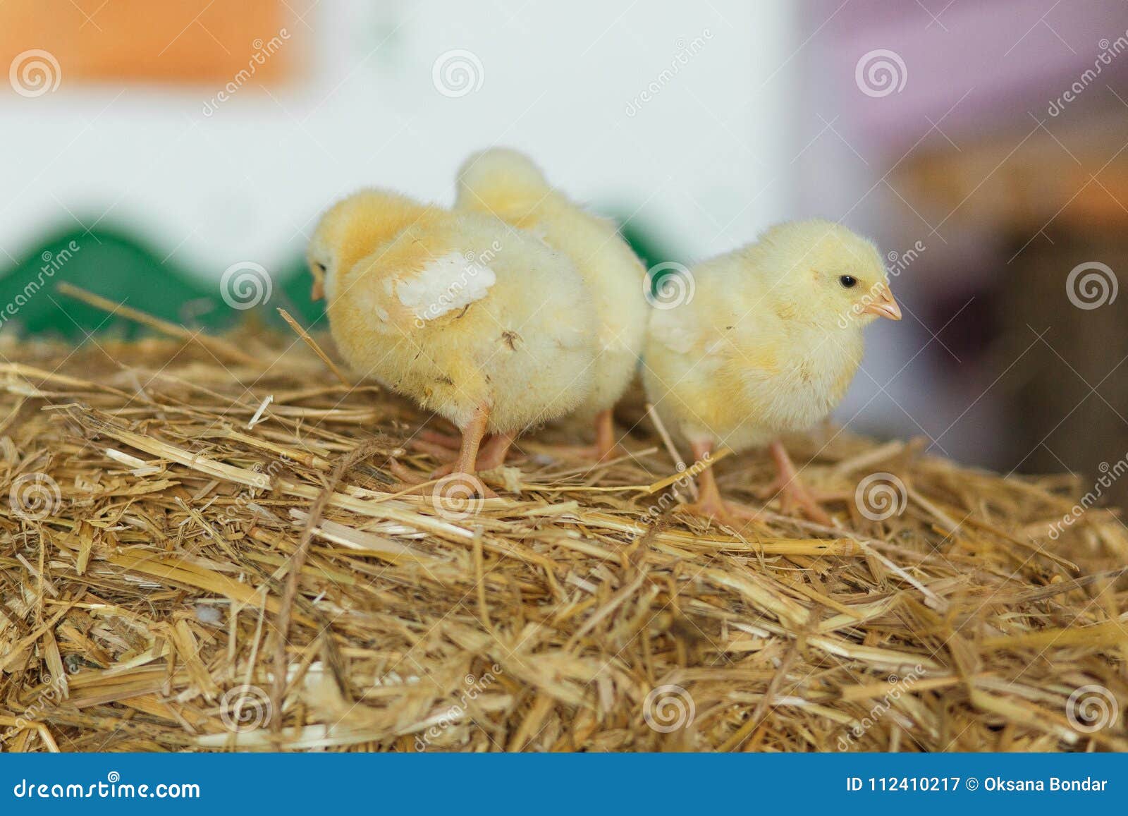 Little Chicks on the Hay. Easter Concept Stock Image Image of