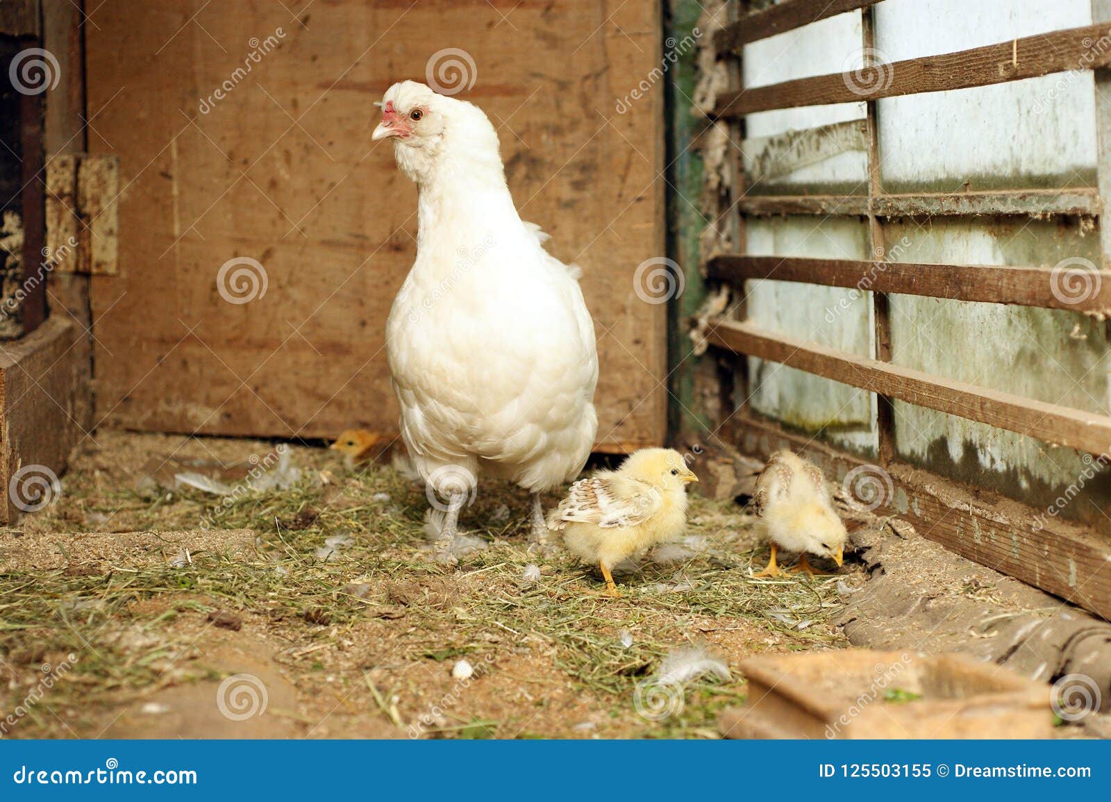 4pcs Emulation Little Yellow Chicken Animals Model For Home Display Decor