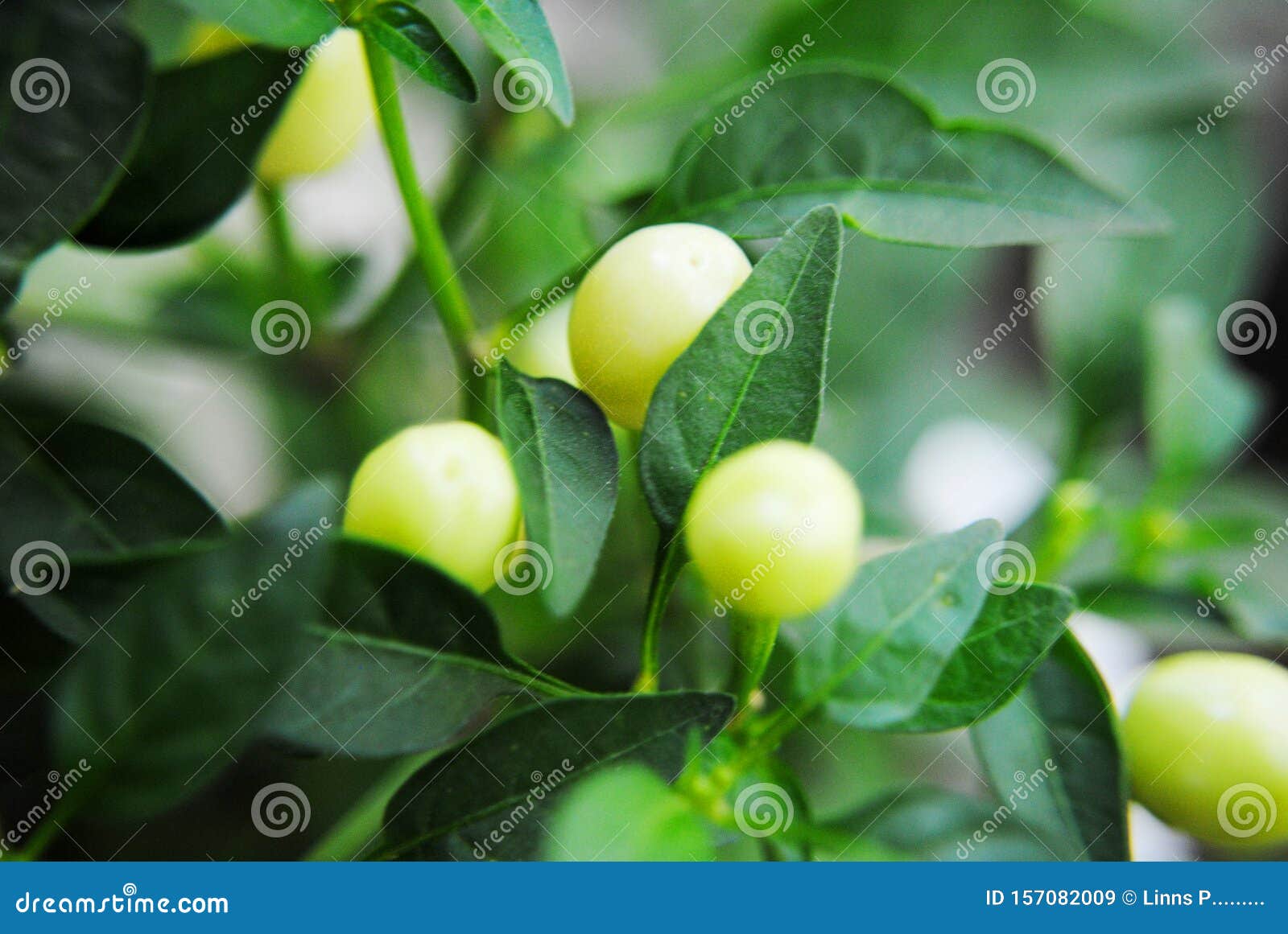 little clittle chili peppers on the bushhili peppers on the bush