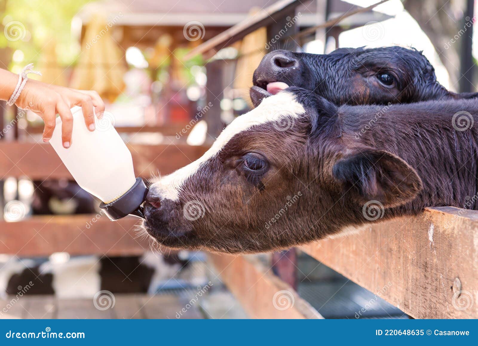Little Cow Feeding from Milk Bottle in Farm Stock Image Image of
