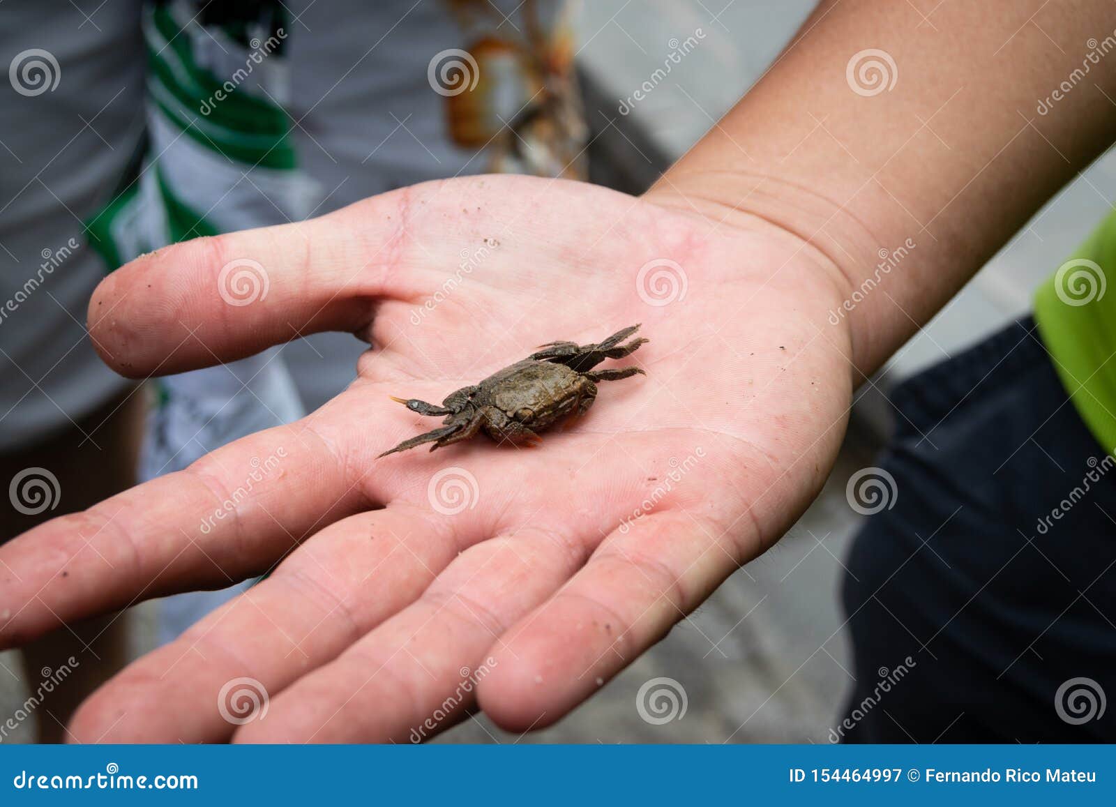 Little Crab on a ManÂ´s Hand Stock Image Image of ocean, food 154464997