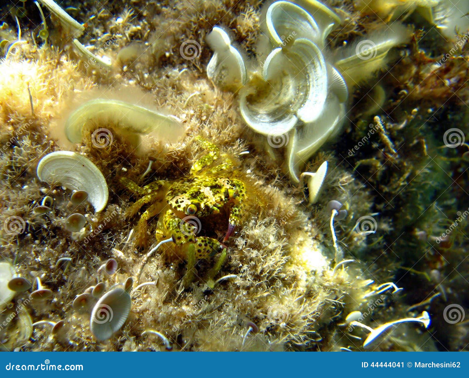 Little Crab in the Mediterranean Sea Stock Image Image of sand