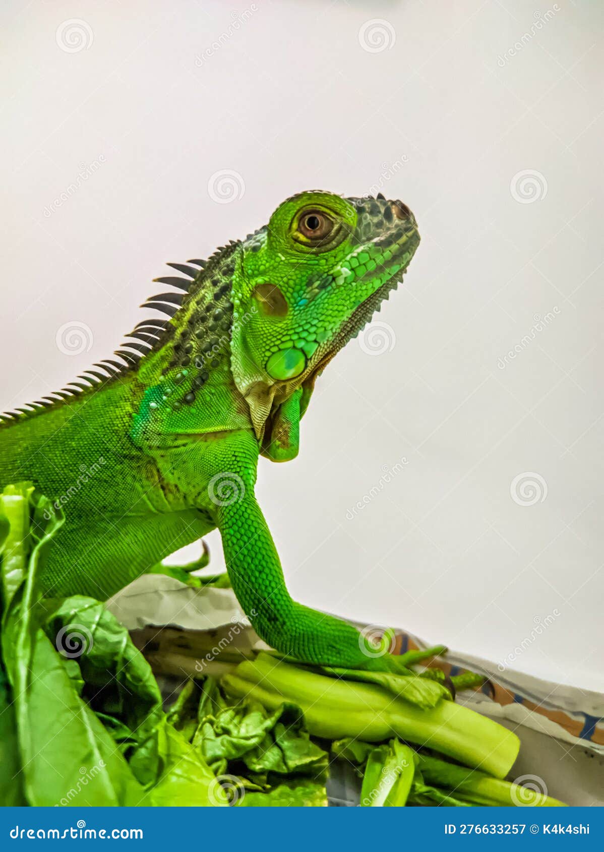 Little Cute Baby Green Iguana Stock Image Image of baby, green 276633257
