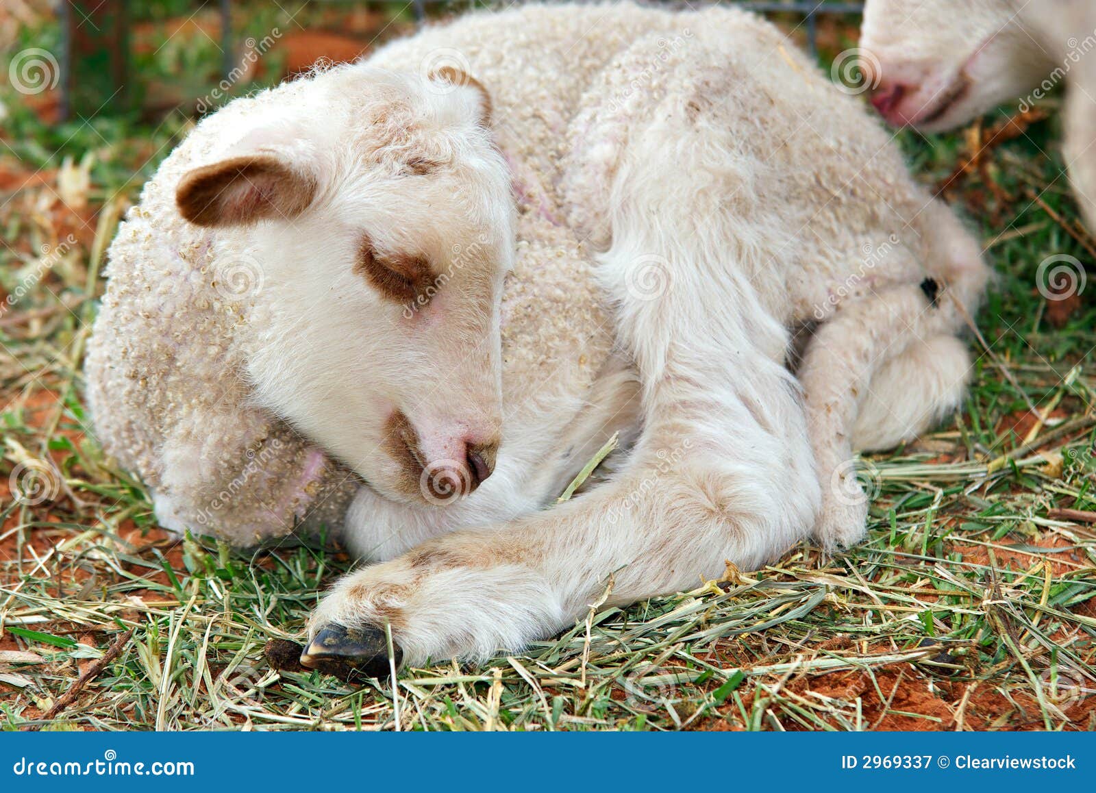 Little cute baby lamb stock image. Image of baby, small 2969337