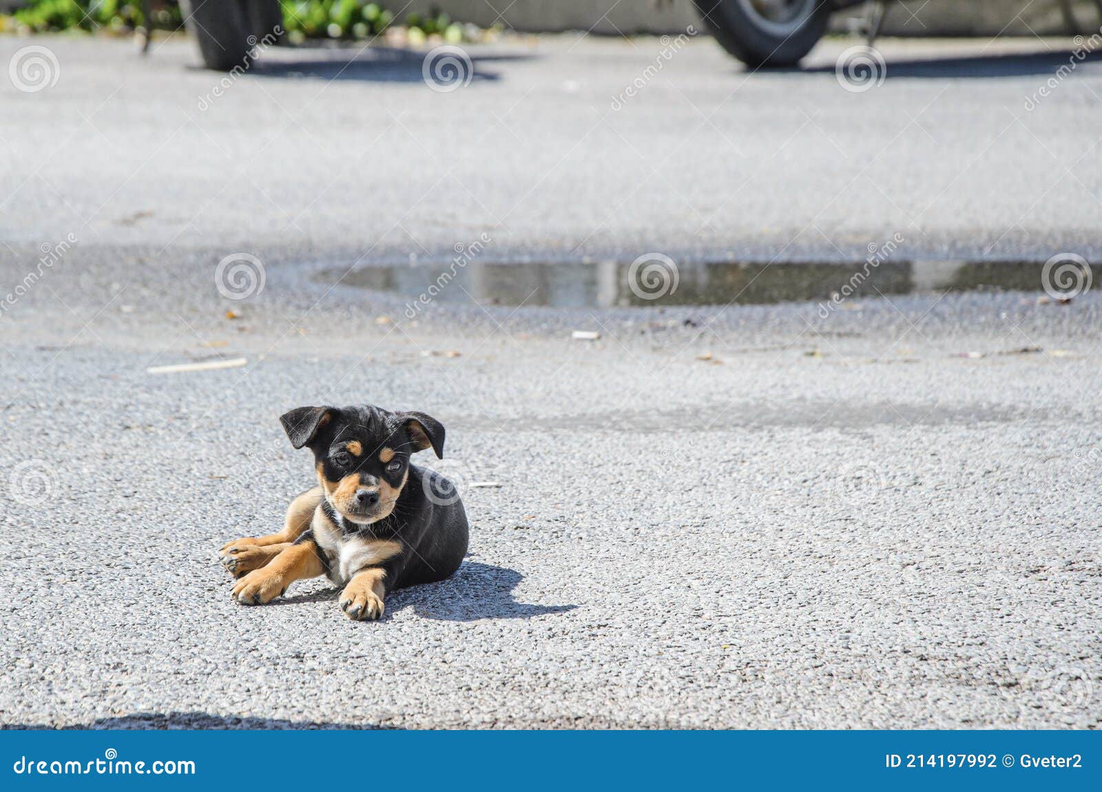 Little Cute Black Puppy Got Hit by a Car on a City Road Stock Photo - Image  of black, animals: 214197992