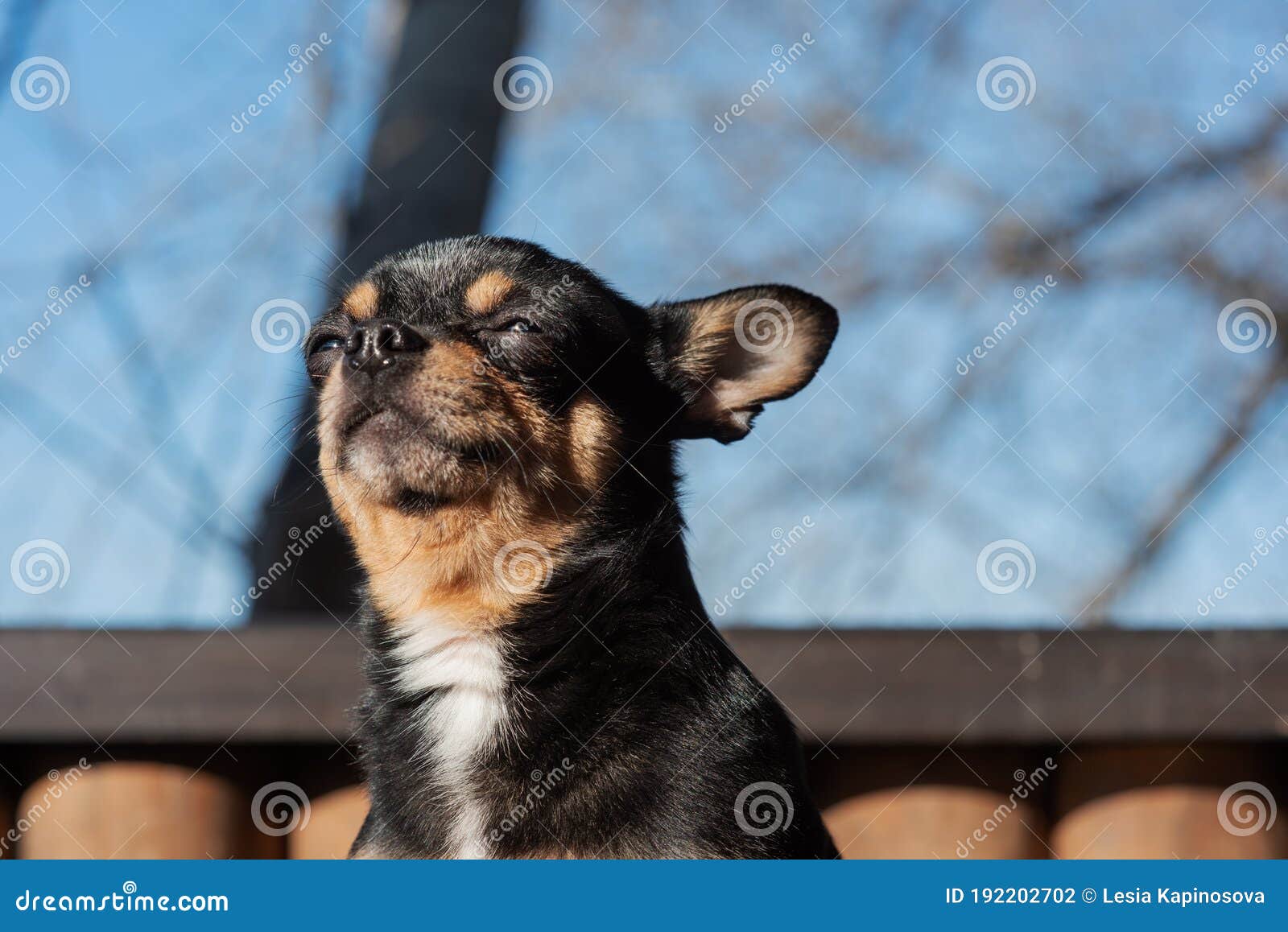 Little Cute Chihuahua Dog Lying Close Up Little Chiwawa Dog Lying Puppy Outdoors Chihuahua Mini Smooth Haired Stock Photo Image Of Breed Nose Little Cute Chihuahua Dog Lying Close Up Little Chiwawa Dog Lying Puppy Outdoors Chihuahua Mini Smooth Haired Stock Photo Image Of Breed Nose