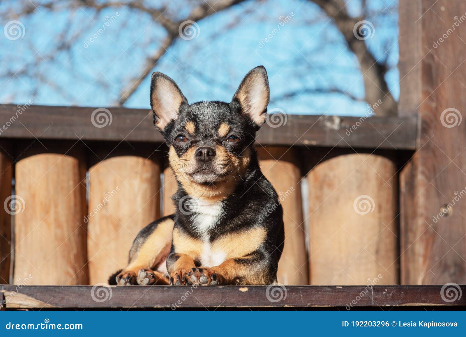 Little Cute Chihuahua Dog Lying Close Up Little Chiwawa Dog Lying Puppy Outdoors Chihuahua Mini Smooth Haired Stock Photo Image Of Canine Little Little Cute Chihuahua Dog Lying Close Up Little Chiwawa Dog Lying Puppy Outdoors Chihuahua Mini Smooth Haired Stock Photo Image Of Canine Little