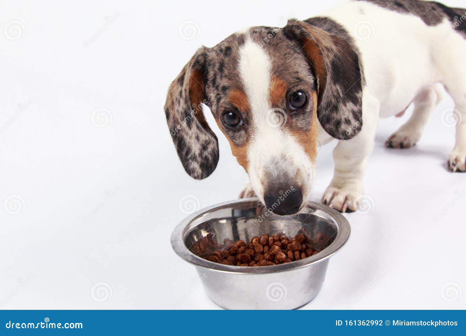 plain white dog bowl