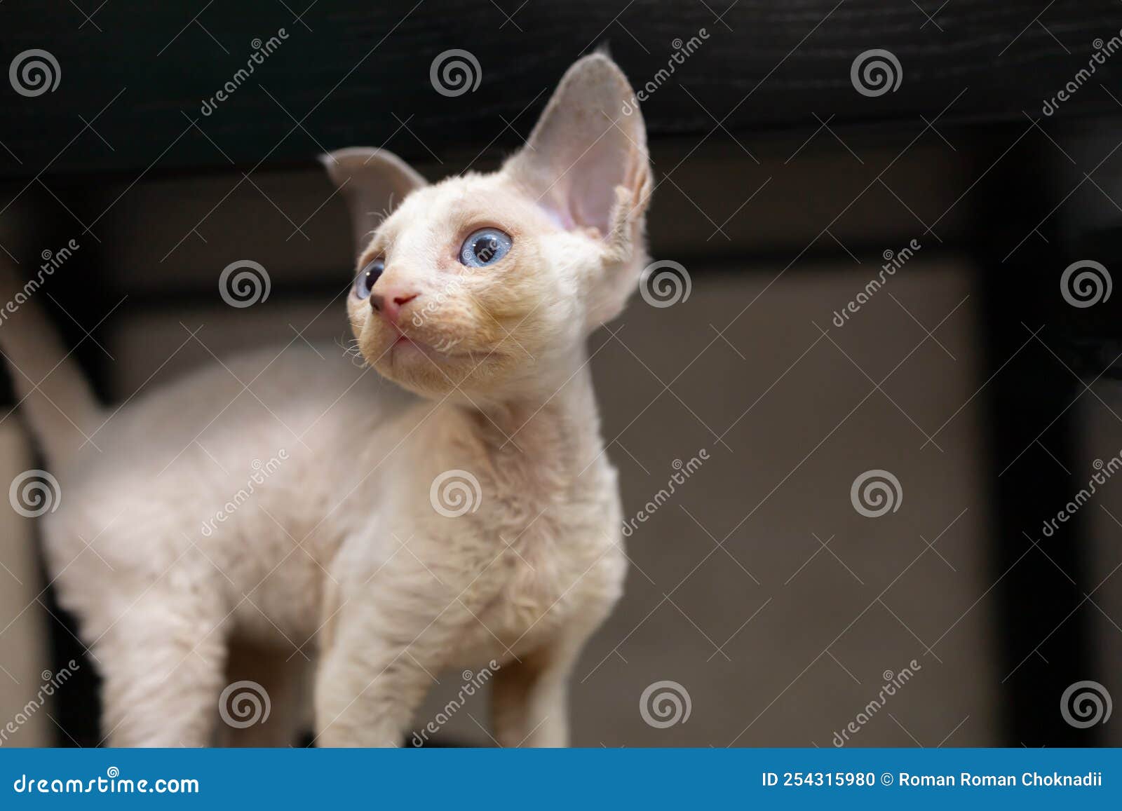 Little Cute Devon Rex Kitten Looking Away Stock Photo - Image of