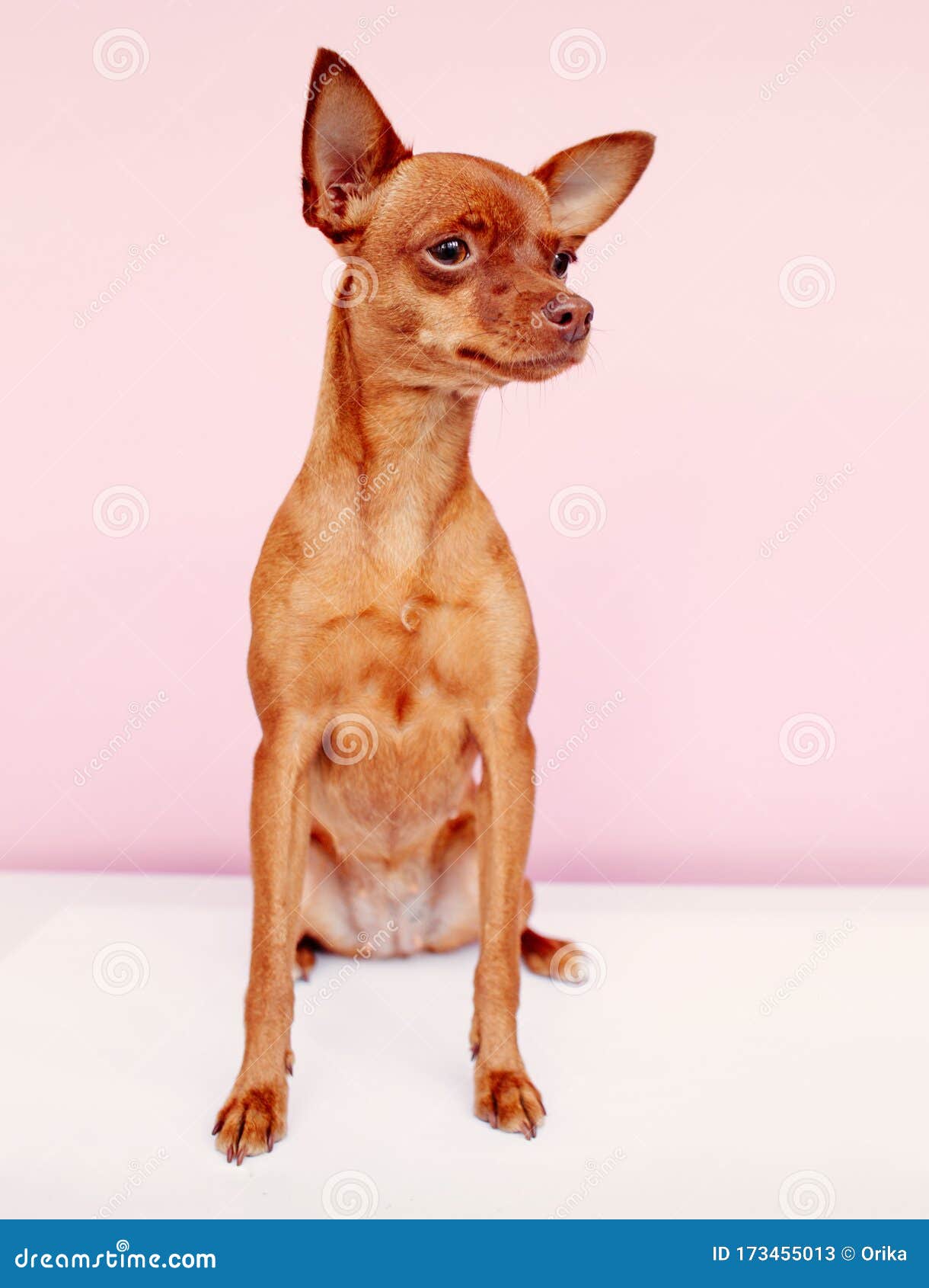 Little Cute Dog On Pink Background Stock Image - Image of terrierdog