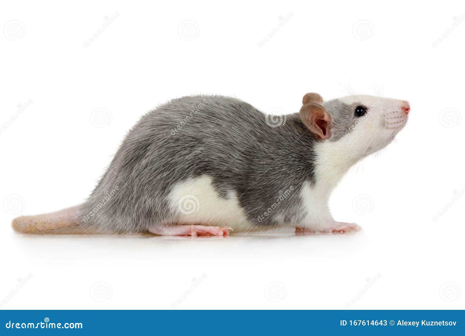 Little Cute Rat Sits on a White Background Stock Image - Image of ...