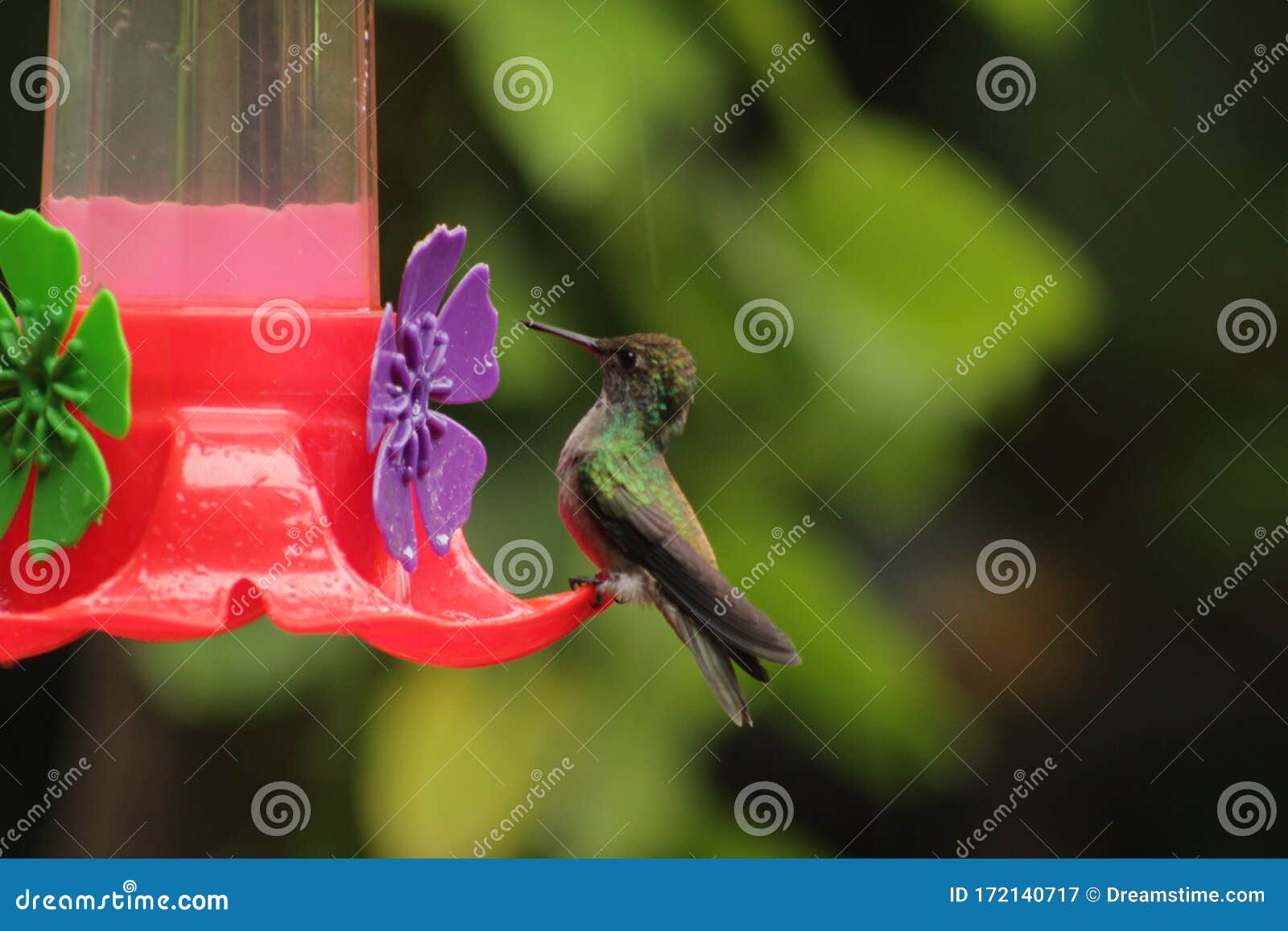 a little and cute hummingbird drinking water
